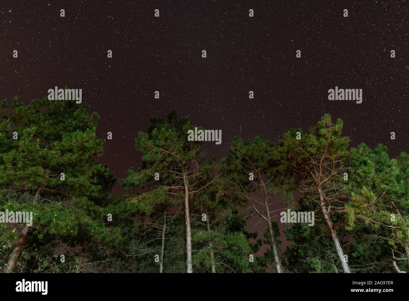 Night landscape pine forest with star Stock Photo