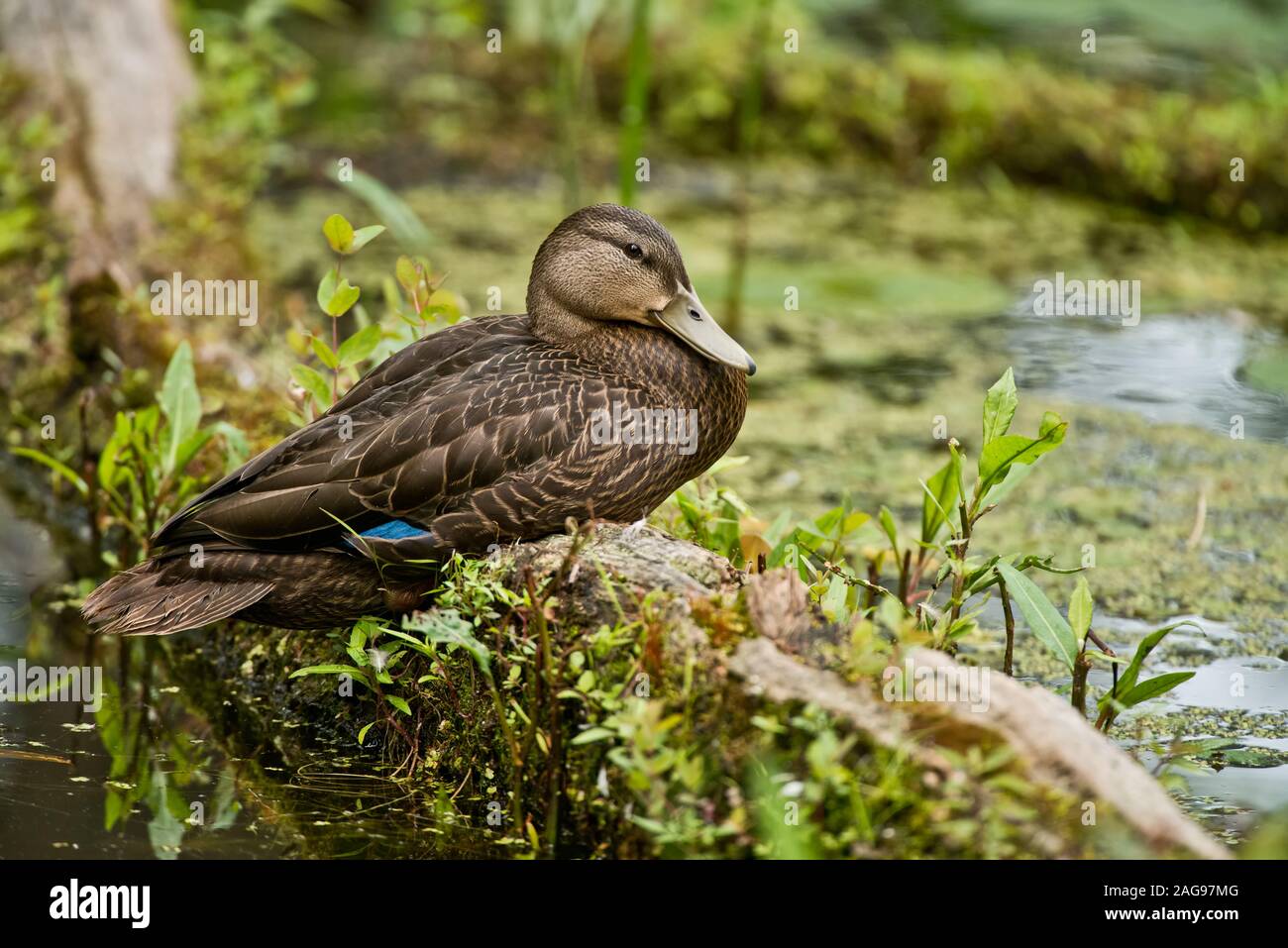 American Black Duck Stock Photo Alamy