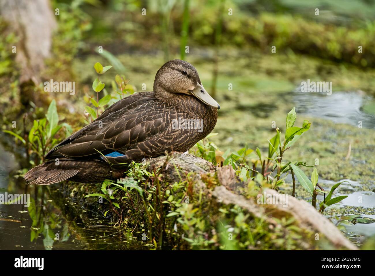 American Black Duck Stock Photo