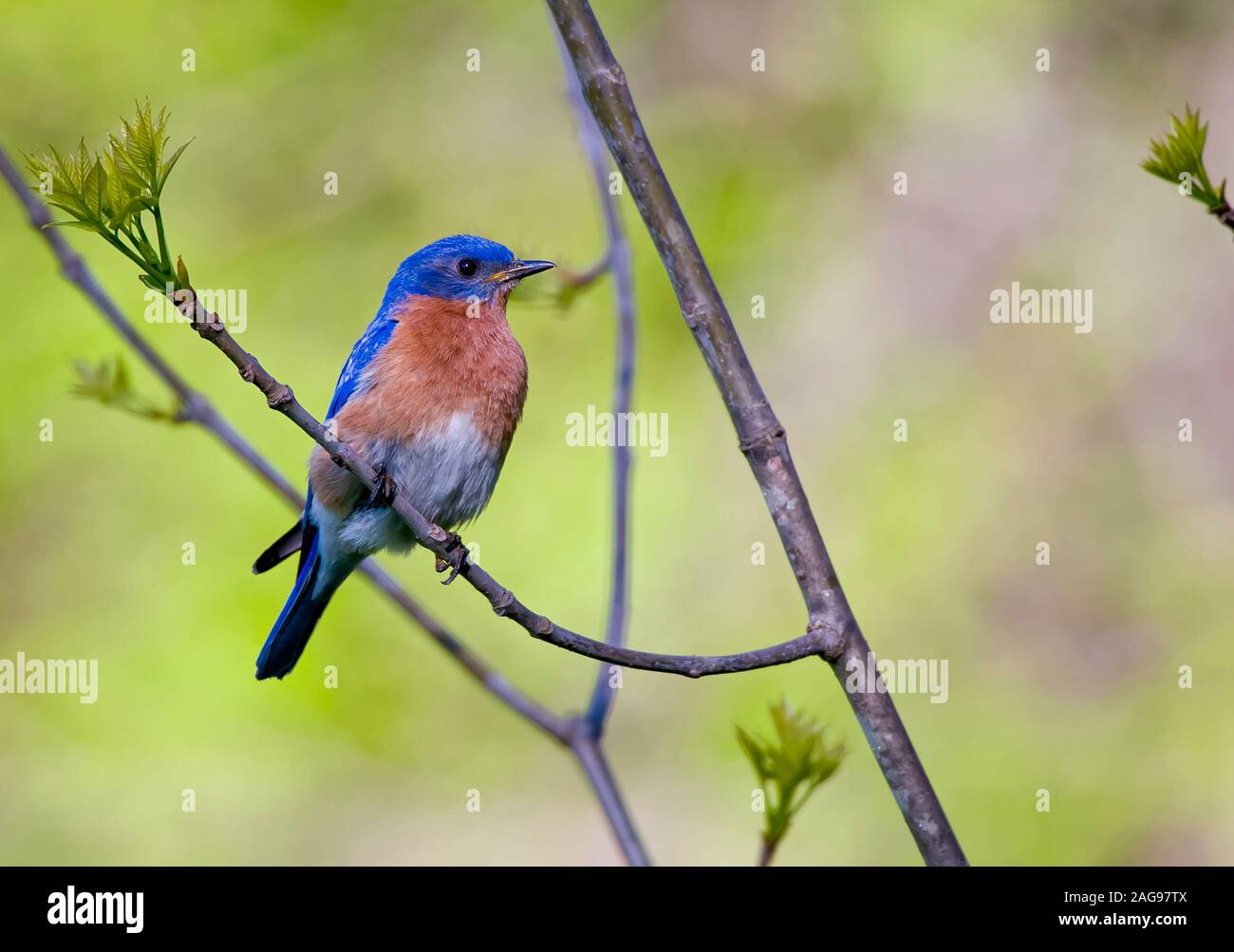 Male Easter Blue Bird Stock Photo