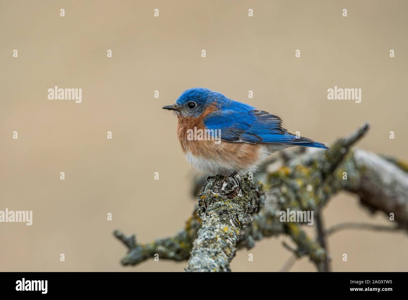 Male Easter Blue Bird Stock Photo