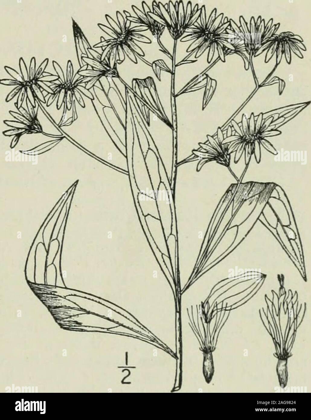 . An illustrated flora of the northern United States, Canada and the British possessions : from Newfoundland to the parallel of the southern boundary of Virginia and from the Atlantic Ocean westward to the 102nd meridian. 22.Diplopappus umbellatus Hook. Fl. Bor. Am. 2 : 22.D. umbellata Nees, Gen. & Sp. Ast. 178. 1832.Aster umbellatus var. piibens A. Gray, Syn. Fl. i 2, 197. 1884.D. pubens Rydb. Bull. Torr. Club 37: 147. 1910. Stem glabrous or pubescent above, striate, corym-bosely branched at the summit, i°-8° high. Leaveslanceolate to oblong-lanceolate, ascending, glabrousabove, usually pubes Stock Photo