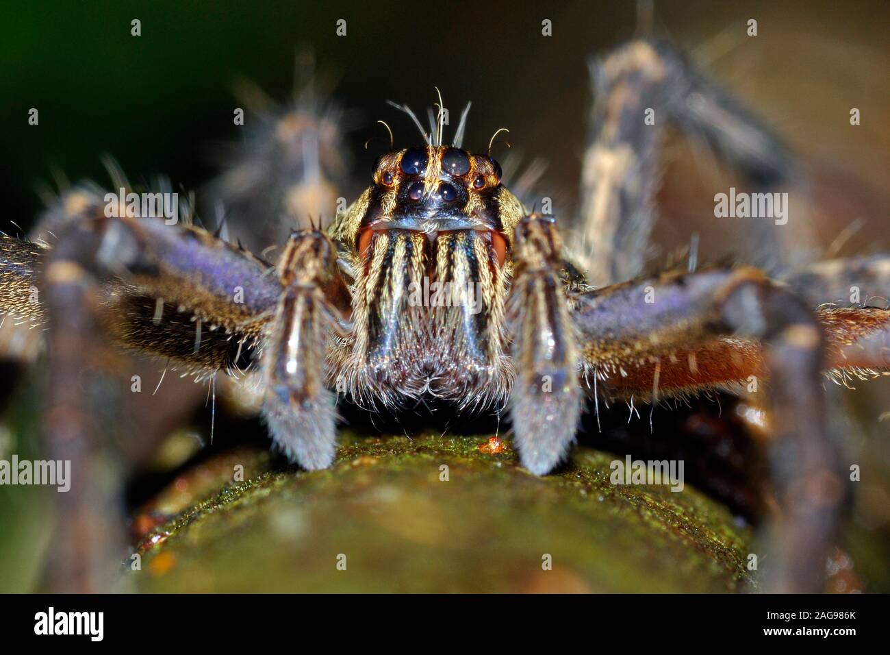 Bromeliad spider, Cupiennius sp., Trechaleidae, Stock Photo