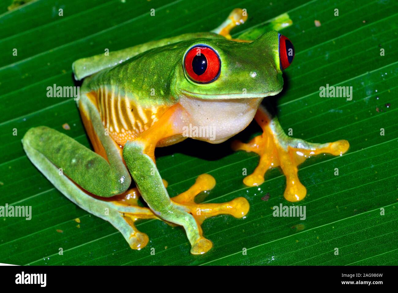 Red eye tree frog, Agalichnis callidryas,Pacific slope variety Near Dominical, Costa Rica, Stock Photo