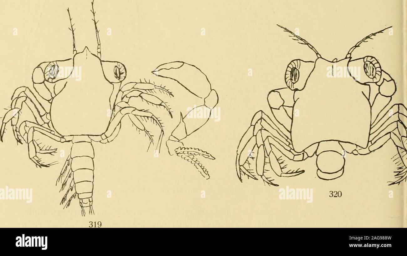 . Decapoden. 318. Fig. 318. Pilumnus, sp. I, II, 111. Larvenstadium.,, 319. „ Postlarvales Stadium. „ 320. Fig. 318—320 nach Cano 3. Crustacea Decapoda. VI 493 Czerniawskys Protommolepis subquadratus wird von Cano (3) für das post-larvale Stadium eines Pilumnus gehalten. Pilumnoides perlatus (Poeppigl. Diese Krabbe wurde zwischen den Algen am Boden einer Barke gefunden,die von Chile kam. Perimela sp. Cano gibt Zeichnungen zweier postlarvalen Stadien (Fig. 321, 322).Fig. 323 ist wahrscheinlich die Schere eines dieser Stadien, obgleich Genaueresnicht im Bericht gesagt wird (Cano 3). Stock Photo