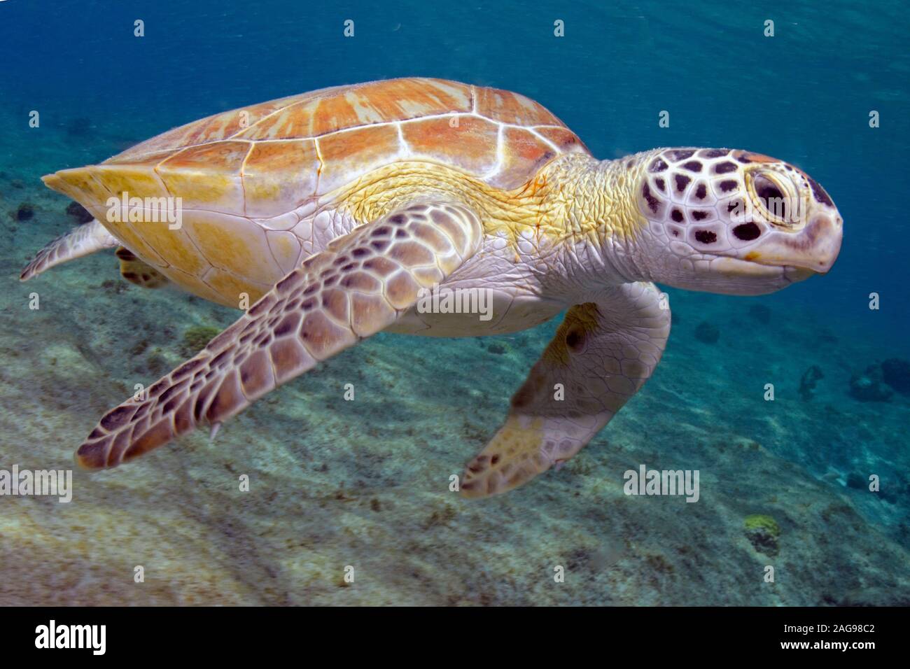 Green sea turtle, Chelonia mydas, Bonaire. Stock Photo