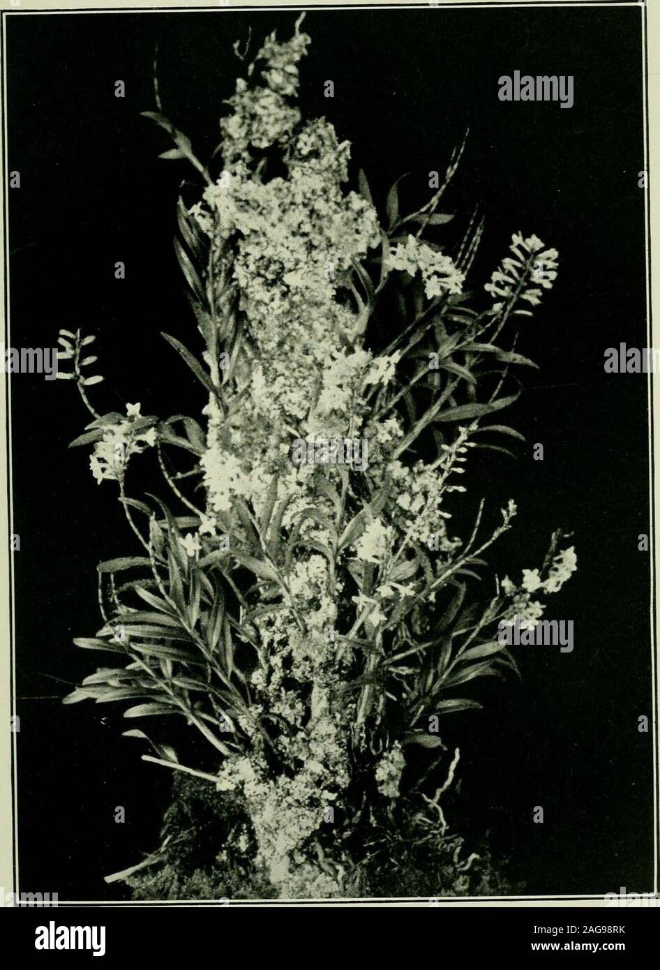 . Plants of New Zealand. ure, which would soonwither if exposed to strong sunlight. In Microtis, the leafhas been rolled up into a cylinder, no doubt with the object ofconserving its moisture. In BolhoplujUnm, the leaf has beenreduced to a scale-like process. But Earina and Dendrohium, have not only endeavoured tocheck transpiration through the leaves, they have also increasedthe root surface, and specialized it for the absorption ofmoisture. After clamping themselves to the rock, or to the barkof a tree, by their roots, they produce numerous other white,membranous, papery, filamentous roots. Stock Photo