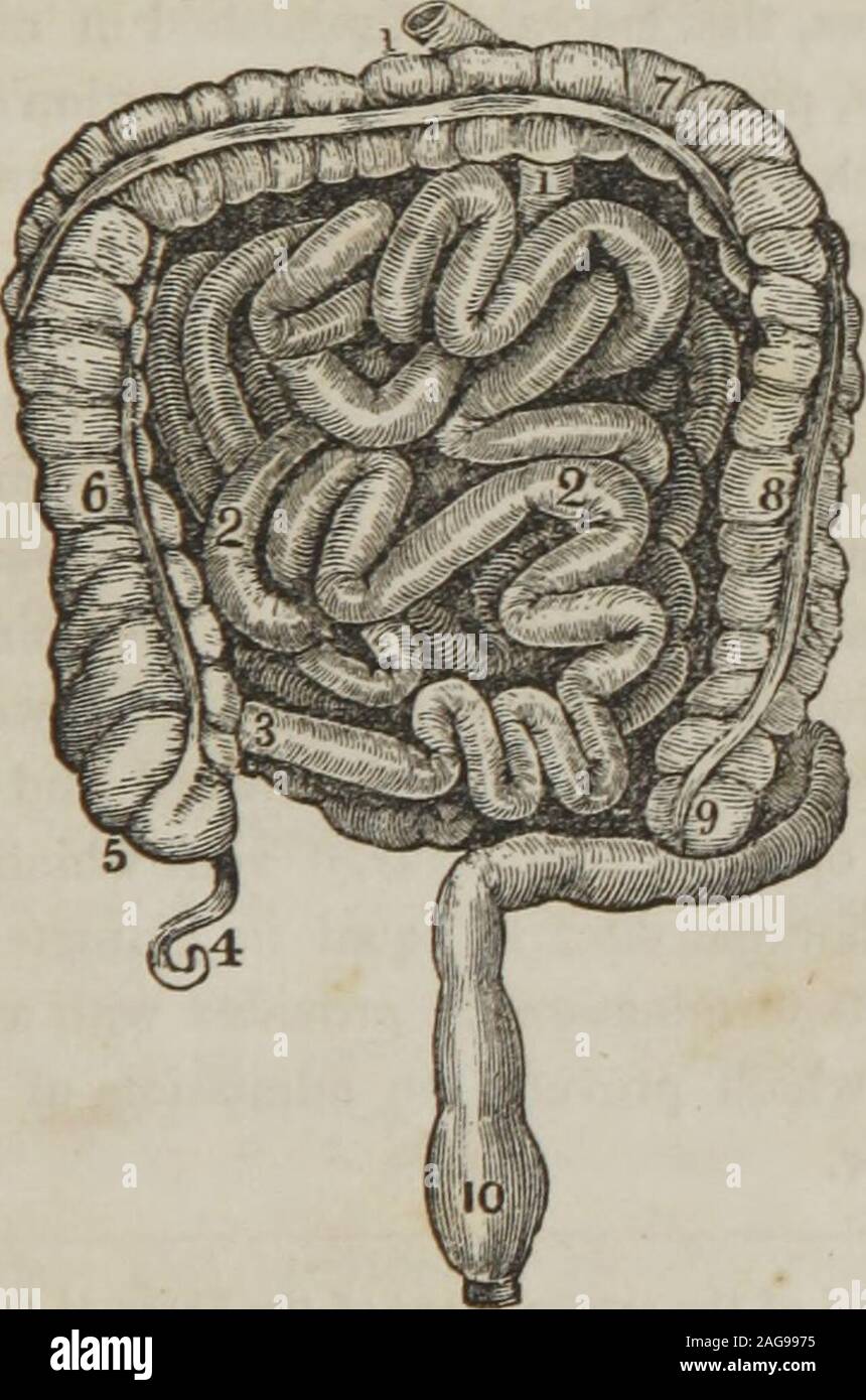 . A treatise on anatomy, physiology, and hygiene : designed for colleges, academies, and families. ouch, or cul-de-sac, at thecommencement of the large intestine. Attached to its ex-tremity is the ap-pendix verm-i-formis, (a long, worm- What important ducts open into it? 24S. Describe the jejunum.247. The ileum. 248. What is said of the coats of the intestines ? Whyis the mucous membrane sometimes called the villous coat ? 249. Describethe ccecum. ANATOMY OF THE DIGESTIVE ORGANS. 119 shaped tube.) It is from one to six inches in length, and ofthe size of a goose-quill. 250. The colon is divide Stock Photo