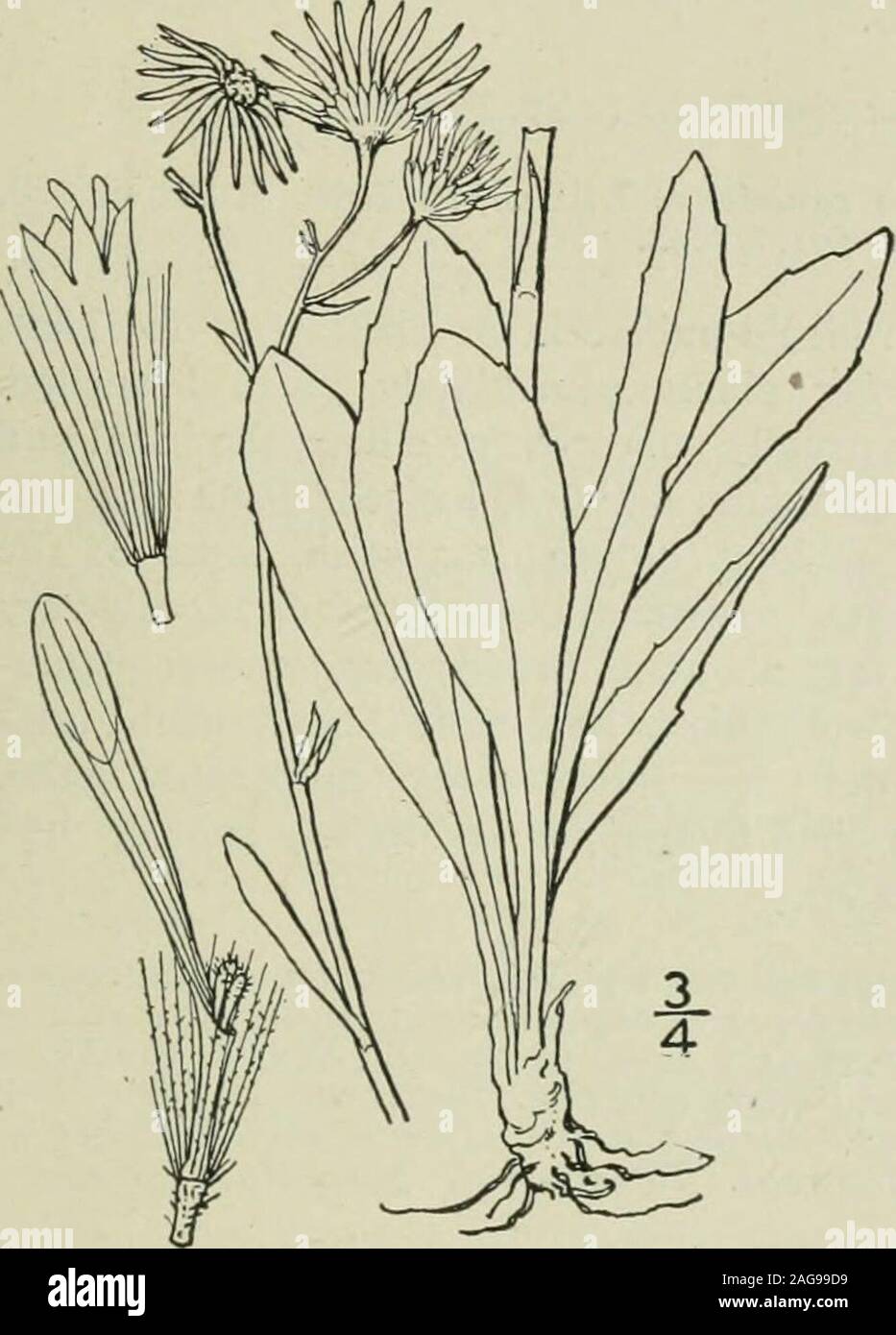 . An illustrated flora of the northern United States, Canada and the British possessions : from Newfoundland to the parallel of the southern boundary of Virginia and from the Atlantic Ocean westward to the 102nd meridian. creglabrous or nearly so; pappus similar to that ofthe preceding; rays white, or sometimes purplish,occasionally minute or wanting. In fields. Nova Scotia to British Columbia, Florida,Louisiana, Texas and California. Naturalized inEurope. White-top. May-Nov. Genus 35. THISTLE FAMILY. 15. Erigeron tenuis T. & G. Slender RoughFleabane. Fig. 4375. Erigeron tenuis T. & G. Fl. N. Stock Photo