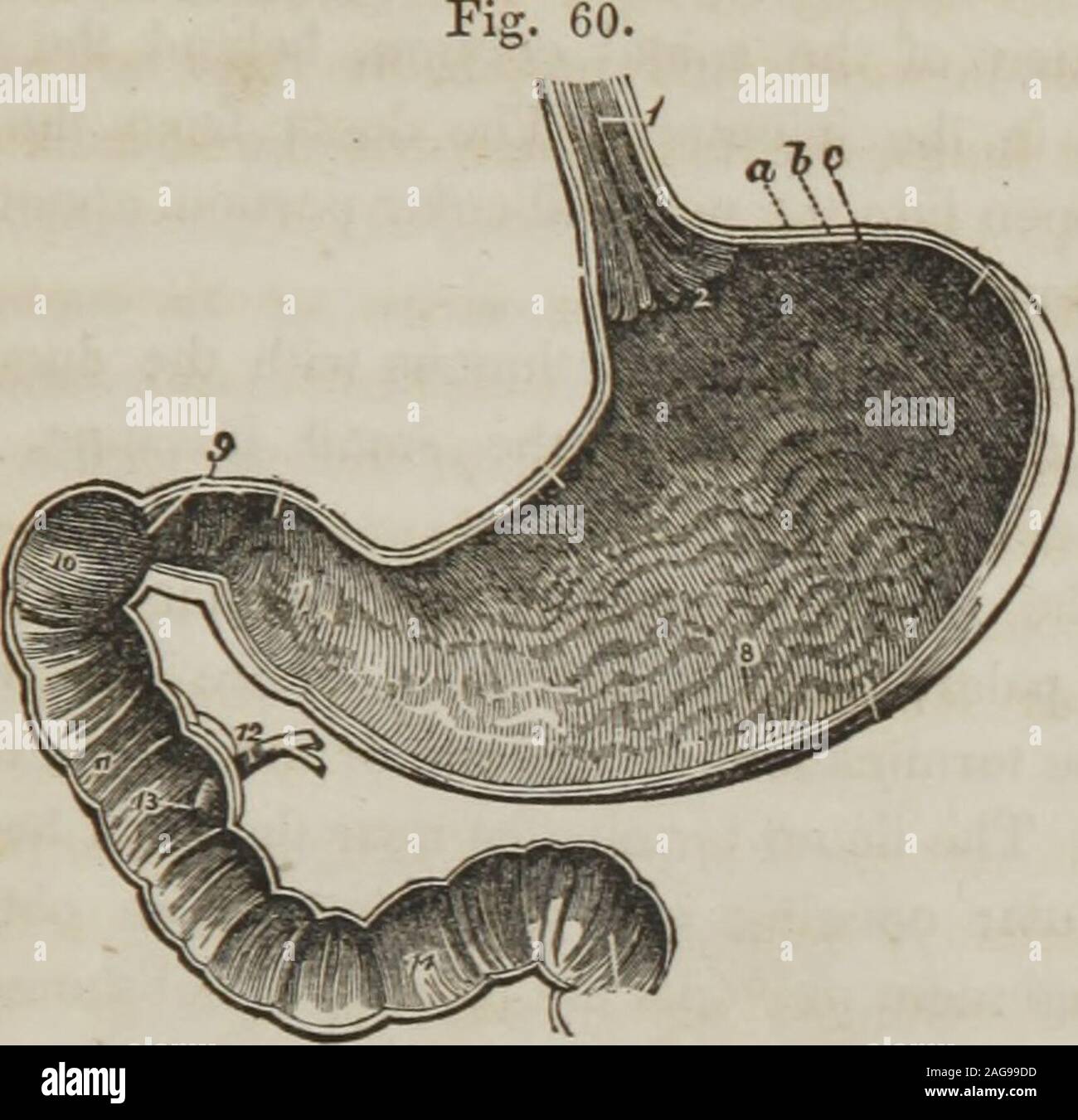 . A treatise on anatomy, physiology, and hygiene designed for