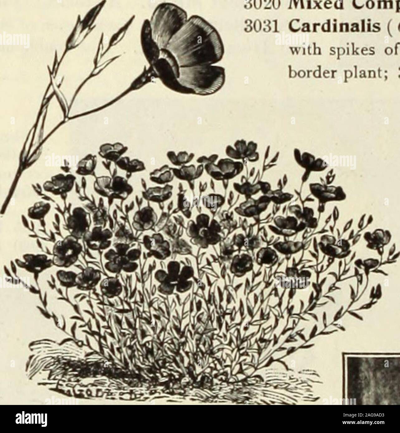 . Dreer's 1913 garden book. wer early, and con-tinuing to bloom without interruption until frost. The plant forms denseglobular bushes about 6 inches high, completely smothered with large flowers, of a most brilliant sky-blue, with a clear white eye 15 3015 Prima Donna. Rich velvety crimson-maroon flowers .... 10 301G White Gem. Forms a perfect ball of snow-white flowers 10 3023 Speciosa. Ultramarine blue; dark-leaved; trailing, 5 3022 Gracilis. Light blue; light green foliage; trailing 5 3024 Tenuior. Of upright habit, about 15 inches high, with very large flowersof rich cobalt blue with whit Stock Photo