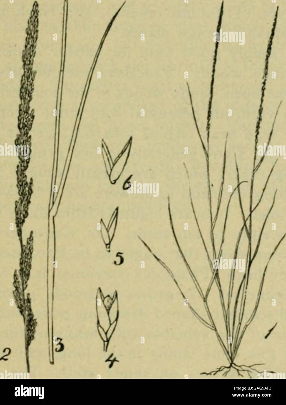 . Grasses and forage plants, by J.B. Killebrew. essee fescue (Festucarubra glauccsccns); various species of Paspalum and Panicum; blue grass(Poa pratensis); annual spear grass (Poa annua); English blue grass 189 t Poa cotnpressa) and other species of Poa. All these are foundintermingled with the wild indigenous grasses to a greater or lessextent in the highway pastures of the State. The beard grasses (Andro-pogons) form by far the largest number of grasses that occur in the nat-ural pastures on the Cumberland table-land and on the Highland Rim. WILD LEGUMINOUS AND OTHER FORAGE PLANTS FOUNDIN T Stock Photo