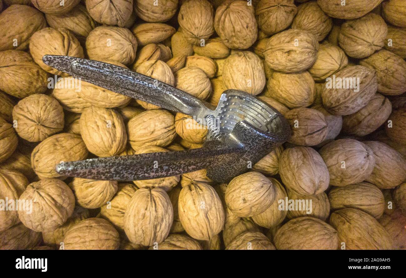 Top view of an empty metal nutcracker sitting on top of a bunch of walnuts. Stock Photo