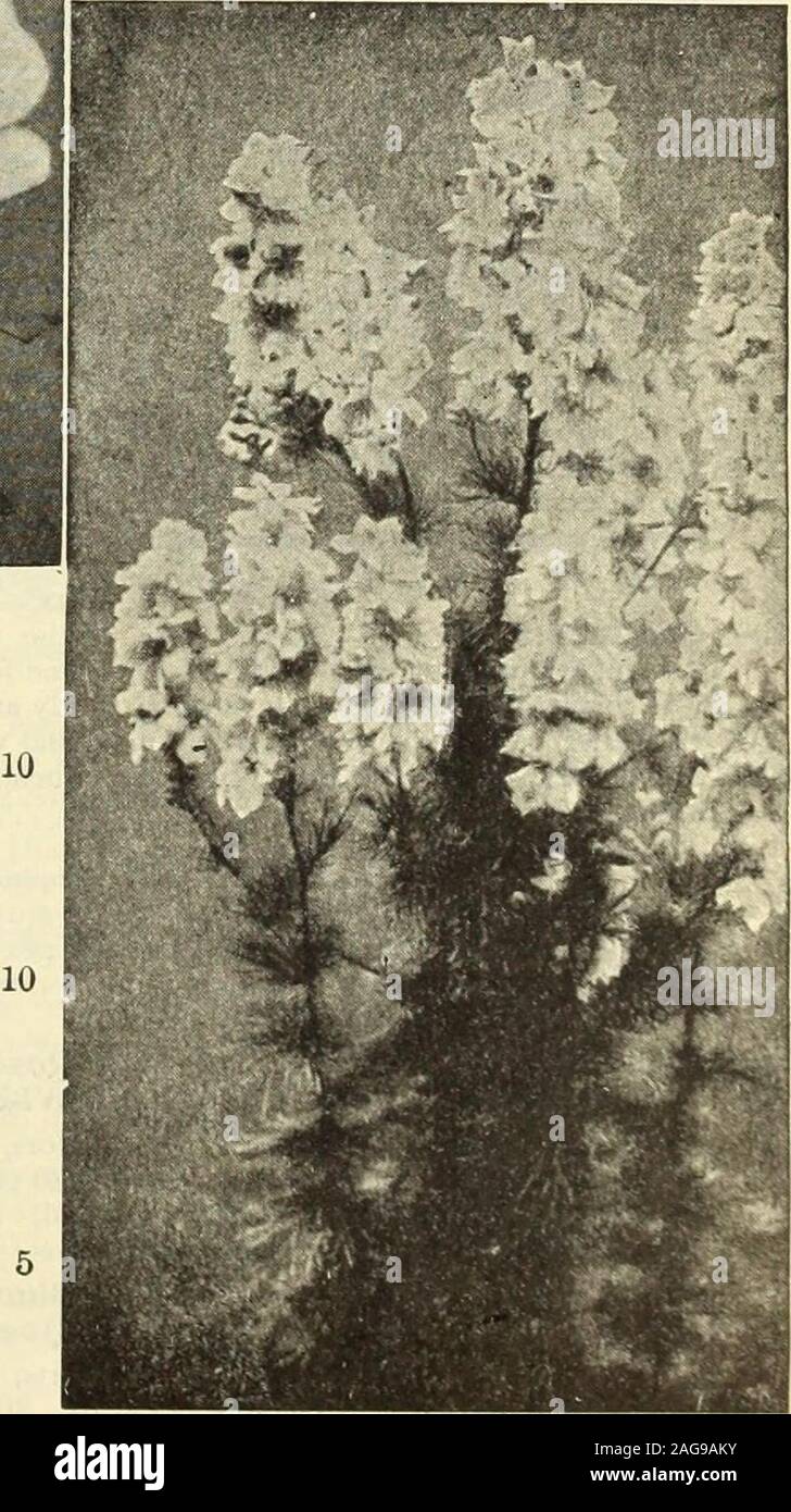 . Dreer's 1913 garden book. the most desirable half-hardy perennial greenhouse or beddingplants, constantly in bloom; Verbena-like heads of orange, white, roseand other colored flowers; 2 to 3 feet. Mixed colors.  oz., 25 cts.. LAVATERA (Annual Mallow). 2976 Trimestris Grandiflora Rosea. A very beautiful and showy annual,growing about 2 feet high and covered during the entire summer withlarge cup-shaped shrimp-pink flowers; in a border or bed the effect isvery bright. Sow in May where they are to bloom and thin out to 12inches apart. (See cut.)  oz., 20 cts 5 LAVENDER (Lavandula Vera). 2971 Stock Photo
