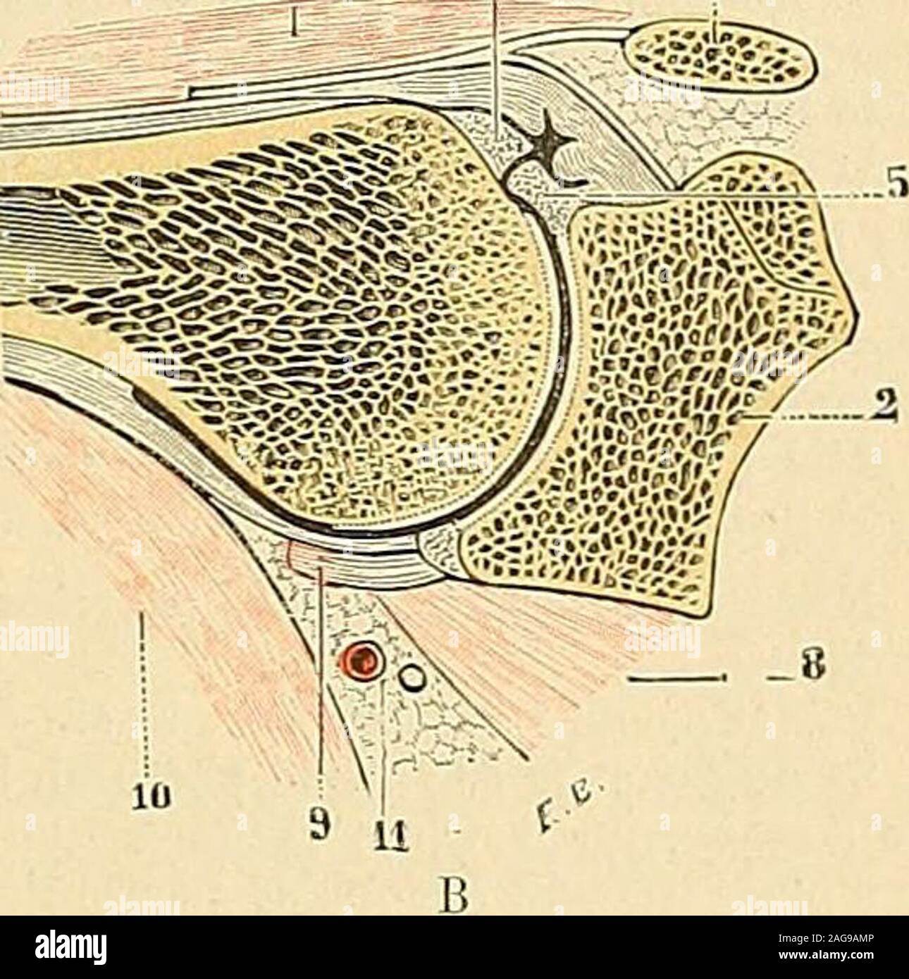 Coupe transversale bras hires stock photography and images Alamy