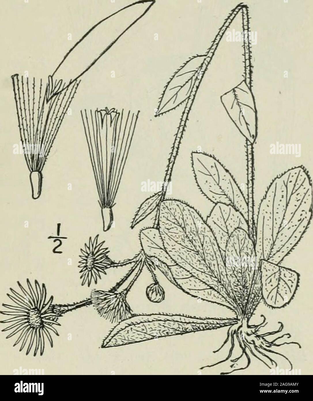 . An illustrated flora of the northern United States, Canada and the British possessions : from Newfoundland to the parallel of the southern boundary of Virginia and from the Atlantic Ocean westward to the 102nd meridian. 10. Erigeron philadelphicus L. Philadel-phia Fleabane. Skevish. Fig. 4370. Erigeron philadelphicus L. Sp. PI. 863. 1753. Perennial by stolons and offsets, soft-pubescentor sometimes nearly glabrous; stems slender,mostly branched above, i°-3° high. Basal andlower leaves spatulate or obovate, obtuse, dentate,I-3 long, narrowed into short petioles; upperstem leaves clasping and Stock Photo