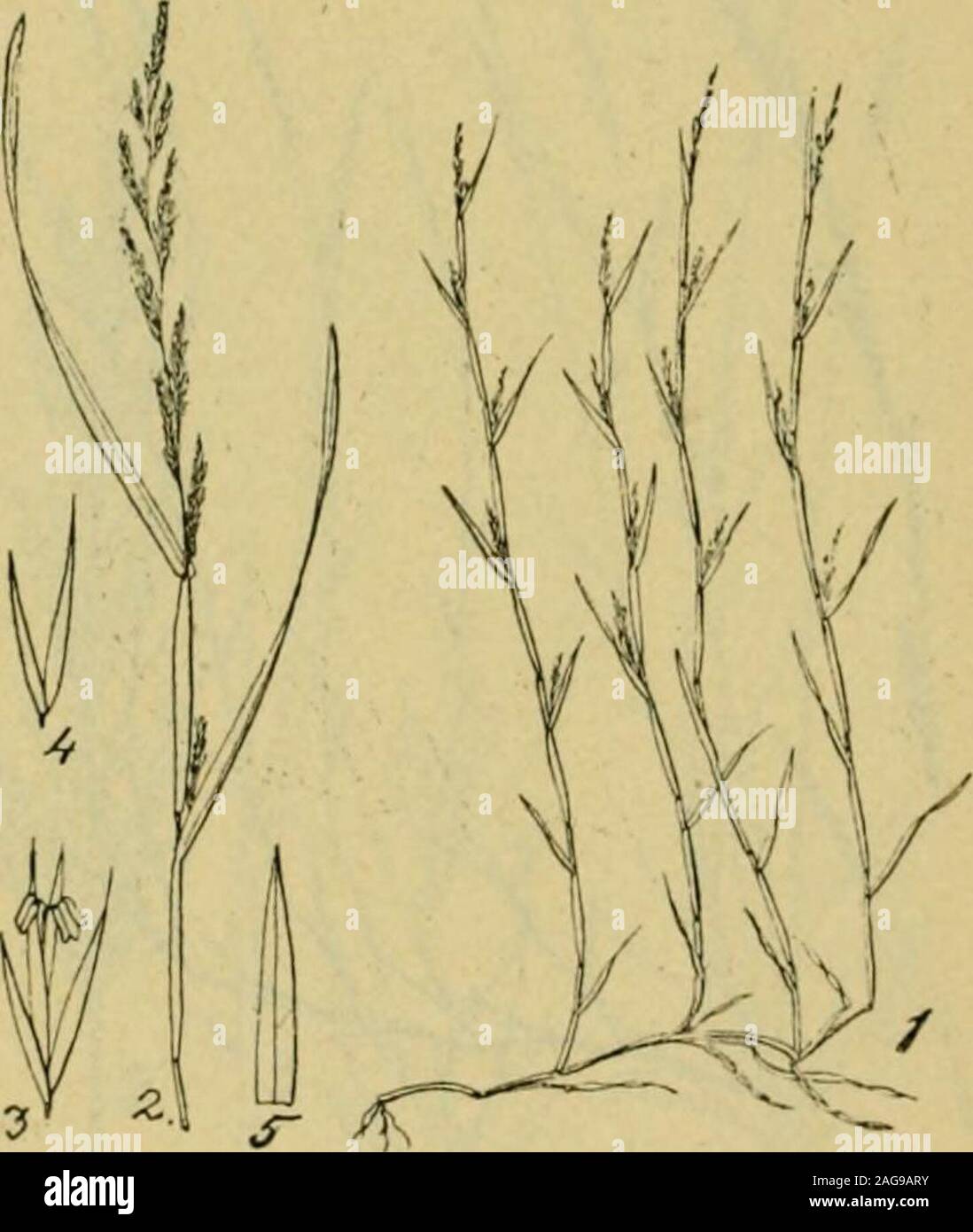 . Grasses and forage plants, by J.B. Killebrew. een saying for a long time. There are four or five species of this grass found growing on woodedlands in Tennessee. All of them remain green until winter. In their i:^s general appearance they resemble small cane from the hardness and en-amelled surface of the stalks and the stiff aspect of the leaves. They fur- •nish pickings to stock until December. Their creeping rootstocks arevery troublesome on cultivated grounds, especially on newly opened bot-tom lands and much resemble those of Bermuda grass. Sporoholus Indicus (drop seed grass) is said t Stock Photo