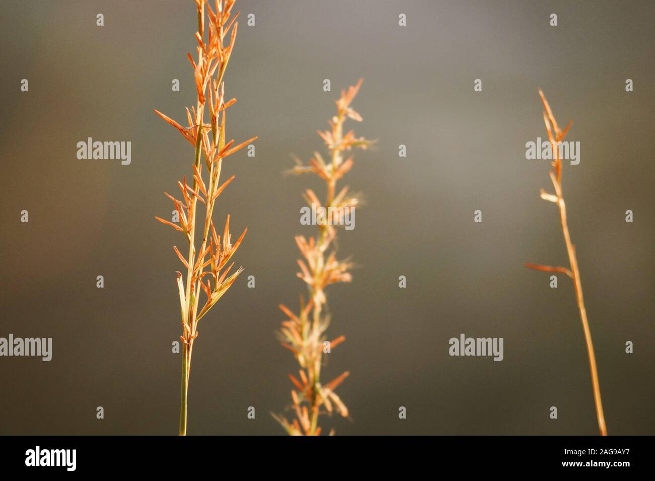 Selective focus shot of Phragmites large perennial grasses Stock Photo