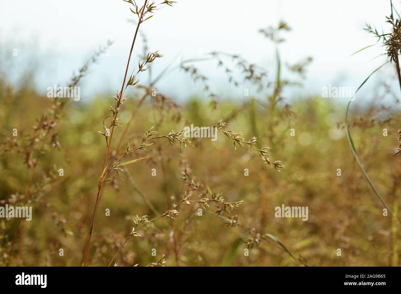 Closeup selective focus shot of Hierochloe odorata aromatic herbs growing in the middle of a field Stock Photo