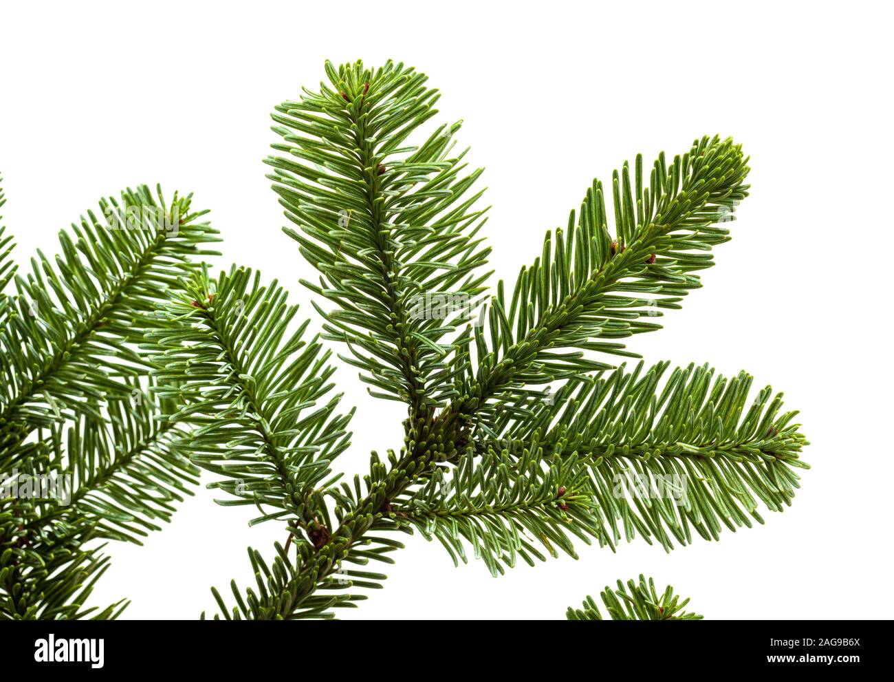 branch of noble fir, Abies procera, isolated on white background Stock Photo