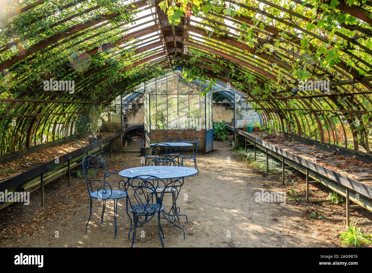 France, Loiret, La Bussiere, Chateau de La Bussiere Park and Gardens, old greenhouse covered with vines and roses // France, Loiret (45), La Bussière, Stock Photo
