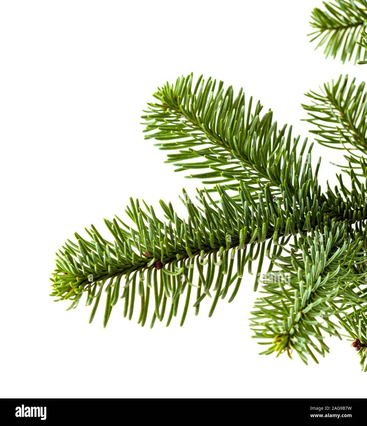 branch of noble fir, Abies procera, isolated on white background Stock Photo