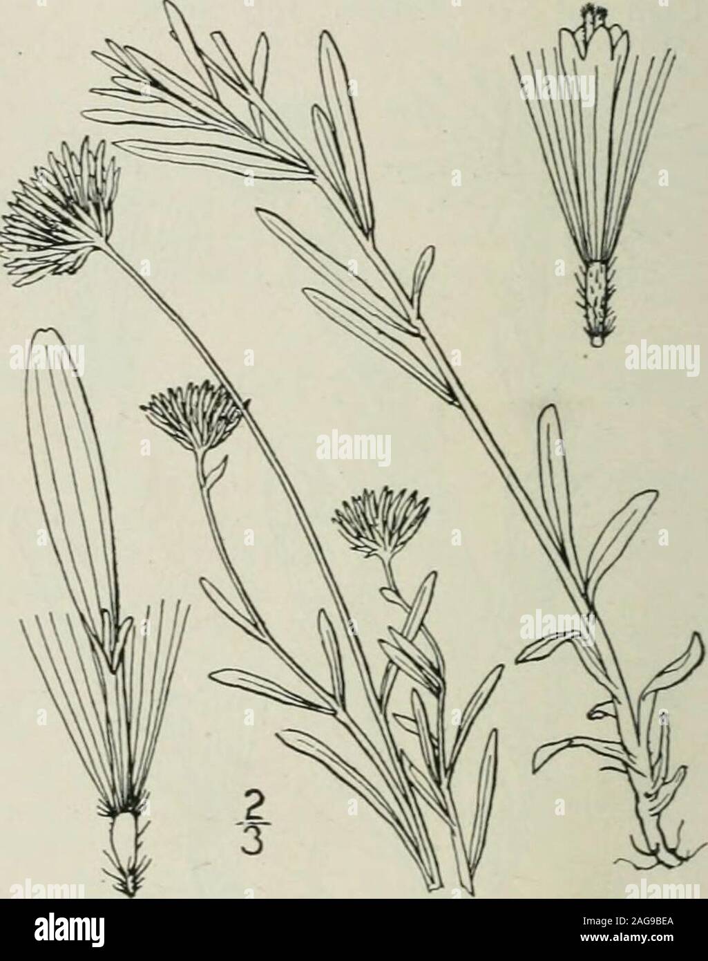 . An illustrated flora of the northern United States, Canada and the British possessions : from Newfoundland to the parallel of the southern boundary of Virginia and from the Atlantic Ocean westward to the 102nd meridian. 8. Erigeron flagellaris A. Gray,ning Fleabane. Fig. 4368. Run- Erigeron flagellaris A. Gray, Mem. Am. Acad, (II)4: 68. 1849. Appressed-pubescent, sometimes densely so,perennial by decumbent rooting stems or sto-lons ; root slender; stem slender, branched,the branches elongated. Leaves entire, thebasal and lower ones spatulate or oblong, ob-tuse or acute, i-2 long, narrowed in Stock Photo