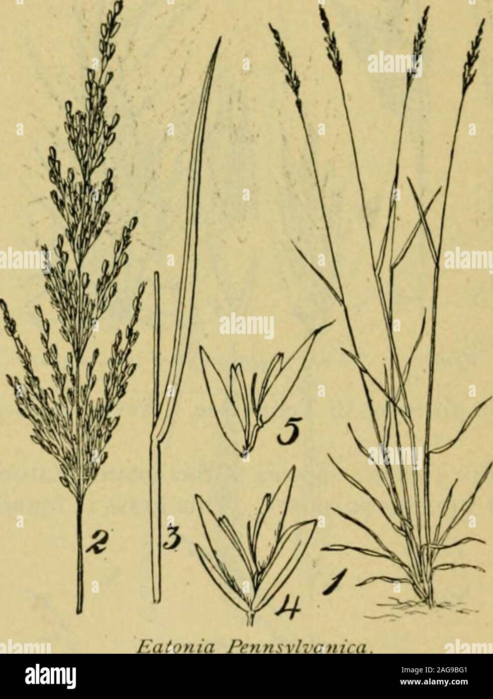 . Grasses and forage plants, by J.B. Killebrew. olilint; Fi-siiir—Fis/nui iiiiliiiis 18(i Middle Tennessee and in moist, open places on the borders of woods inall parts of the state. It is a valuable addition to the native grasses andcattle seem to relish it more than any other wild grass. A species knownas Eatonia filiformis grows on the dry hills of the cretaceous formation inWest Tennessee, but while cattle will eat it in the absence of other grassesit is not of much agricultural value. Diarrhena Americana (American Diarrhena) is found growing onthe rich soils among limestone rocks. Its fe Stock Photo