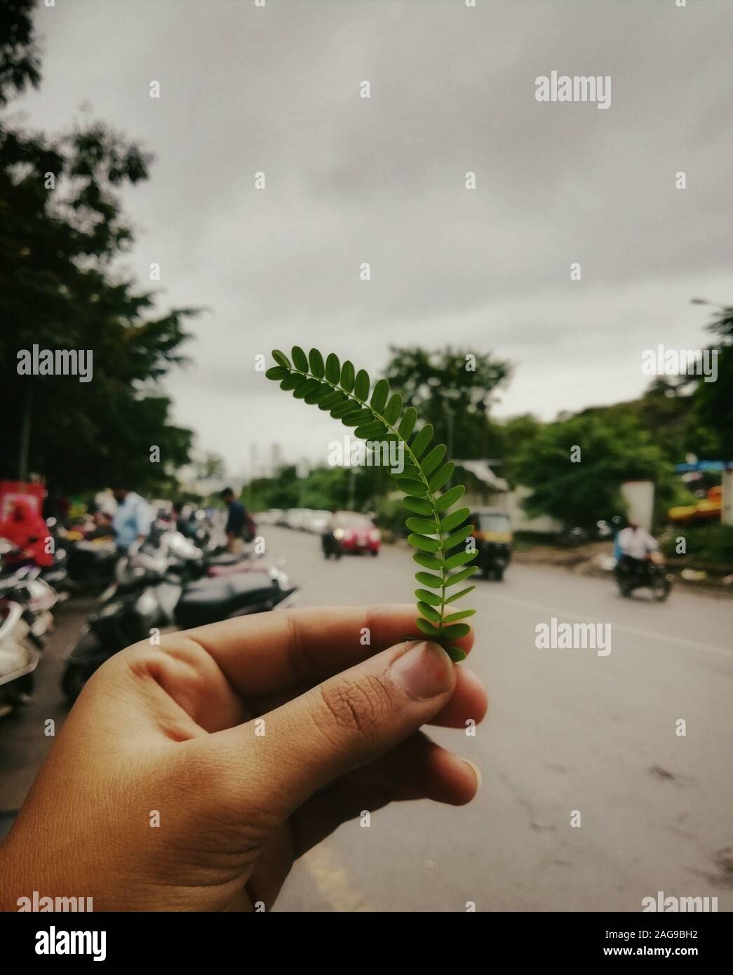 Selective focus shot of a person holding an Albizia julibrissin leaf in a street full of bikers Stock Photo