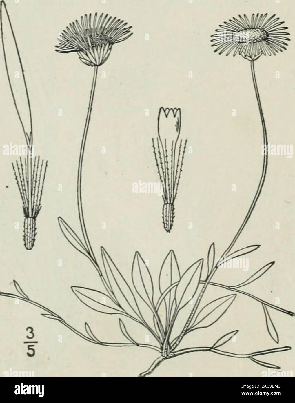 . An illustrated flora of the northern United States, Canada and the British possessions : from Newfoundland to the parallel of the southern boundary of Virginia and from the Atlantic Ocean westward to the 102nd meridian. hite, 2-3 long; achenes glabrous, 8-io-nerved; pap-pus double, the outer row of bristles rather conspicuous. In dry soil. South Dakota to western Nebraska, Wyoming,Colorado and Xew Mexico. June-Aug. 7. Erigeron hyssopifolius Michx. Hyssop-leaved Erigeron. Fig. 4367. Erigeron hyssopifolius Michx. Fl. Bor. Am. 2 : 123. 1803.Aster graminifolius Pursh, Fl. Am. Sept. 545. 1814. Pe Stock Photo