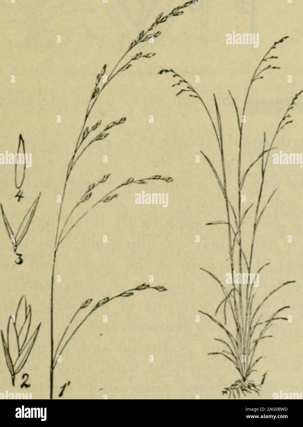 . Grasses and forage plants, by J.B. Killebrew. Teiinissei Jfsrue—Pesliica rubra glaiicescens. lourteen species as growing in Tennessee. Every species is more or lessvaluable. RATON I A—But a single species of this genus, Ratonia Pennsylvanicais of any value for grazing purposes. This grass is found in abundance in. olilint; Fi-siiir—Fis/nui iiiiliiiis 18(i Middle Tennessee and in moist, open places on the borders of woods inall parts of the state. It is a valuable addition to the native grasses andcattle seem to relish it more than any other wild grass. A species knownas Eatonia filiformis g Stock Photo