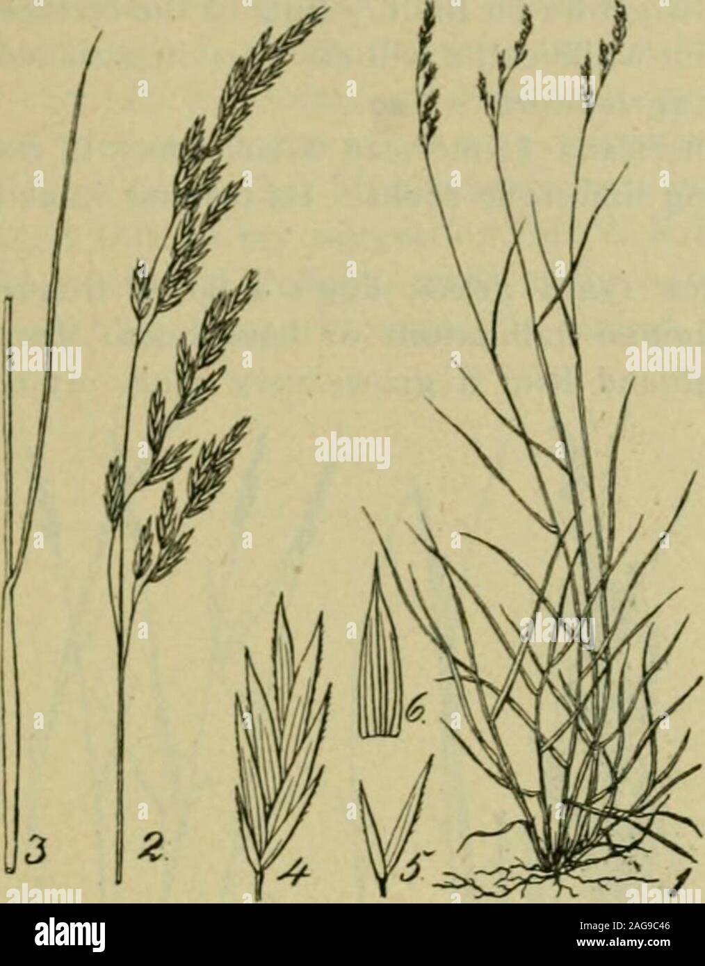 . Grasses and forage plants, by J.B. Killebrew. rass. It makes a good pasture where many othergrasses would fail. Nodding fescue (Festuca nutans) is most frequentlyseen about thickets. Sheep will eat it but do not relish it so much as theydo the sheep fescue. Shorts fescue (Festuca Shortii) is probably avariety of the same grass. POA—Many species of this genus have already been treated in full inPart I. Several of them grow with great luxuriance among the highmountains of East Tennessee. The writer has seen the densest turfs ollow spear grass (Poa annua), leafy meadow grass (Poa alsodes) andsh Stock Photo