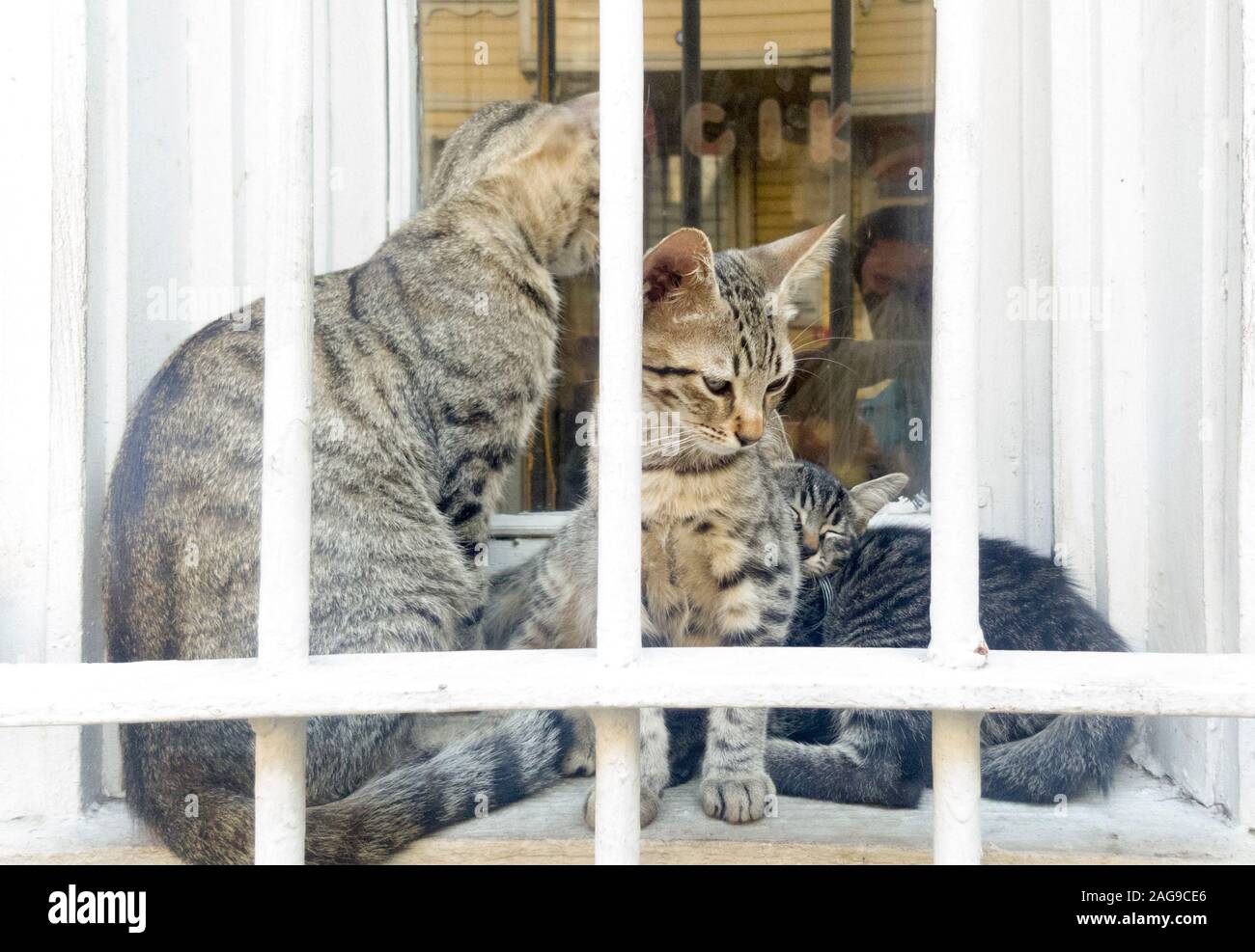 Eye level portrait of a tabby mother cat and two kids inside a window niche outdoors, behind white iron bars. Stock Photo