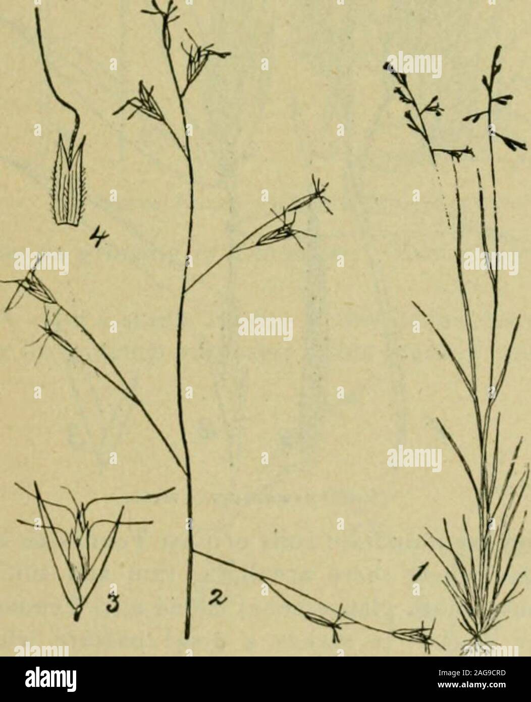 . Grasses and forage plants, by J.B. Killebrew. ngustifolium 13H are all numbered among the grasses found in cultivated fields and fre-quently in the highway pastures of the barrens and indeed in nearlyevery natural division of the state. Elymus Virginicus (lyme grass) grows abundantly in Middle Ten-nessee on strong, limy soils but it forms no turf. It is found near woodsand thickets, and stock is fond of it. There are three or four species be-Isonging to the genus Elymus but only one other is eaten by stock andthat is Elymus Canadensis, or Terrell grass. This is usually found on thebanks of s Stock Photo