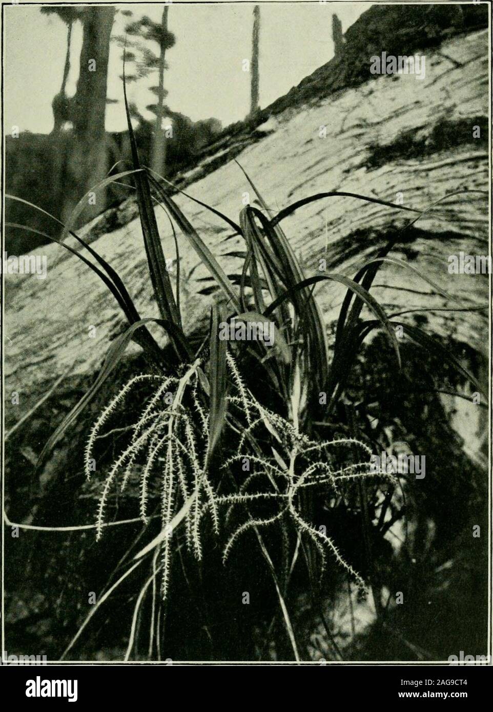 . Plants of New Zealand. g green,Even a dry chip, flying from the axe, will, if it falls into a dampplace, root and bud. The fibre of the leaves is perhaps strongerthan that of the flax (Phormium), and is much used by thesettlers in place of twine. The leaves are well adapted forthe making of paper. The flowers of the various kinds are all white or cream-coloured, and give out a strong, sweet scent. They are muchvisited by bees. The fruit is not capsular, as is usual amongthe liliaceae, but succulent, and contains a number of angularblack seeds. The cabbage-tree differs from most of its tribe Stock Photo