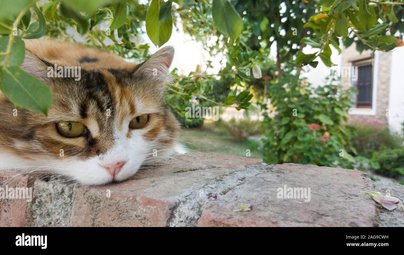 Portrait of a long fur calico cat, staring boringly with chin on garden wall and some foliage behind. Stock Photo