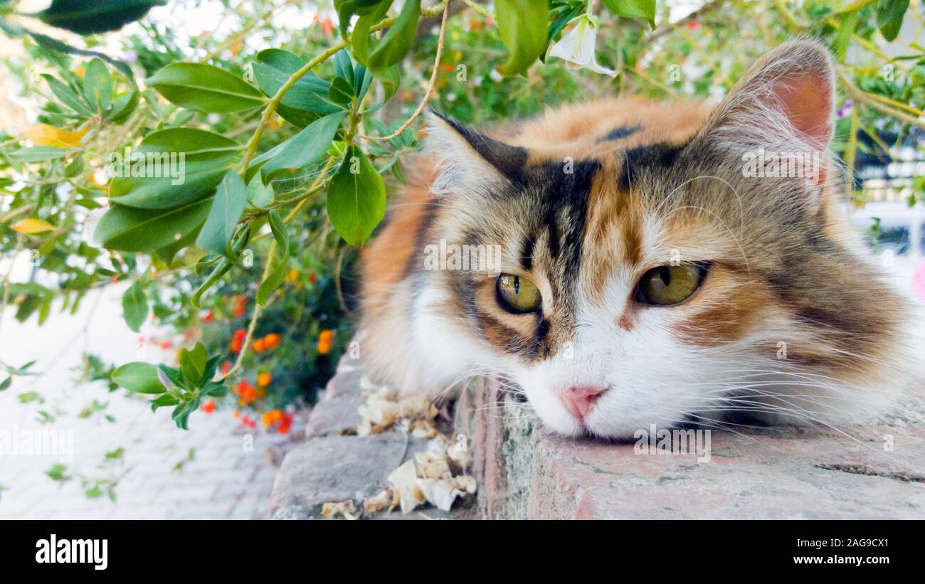 Portrait of a long fur calico cat, staring boringly with chin on garden wall and some foliage behind. Stock Photo