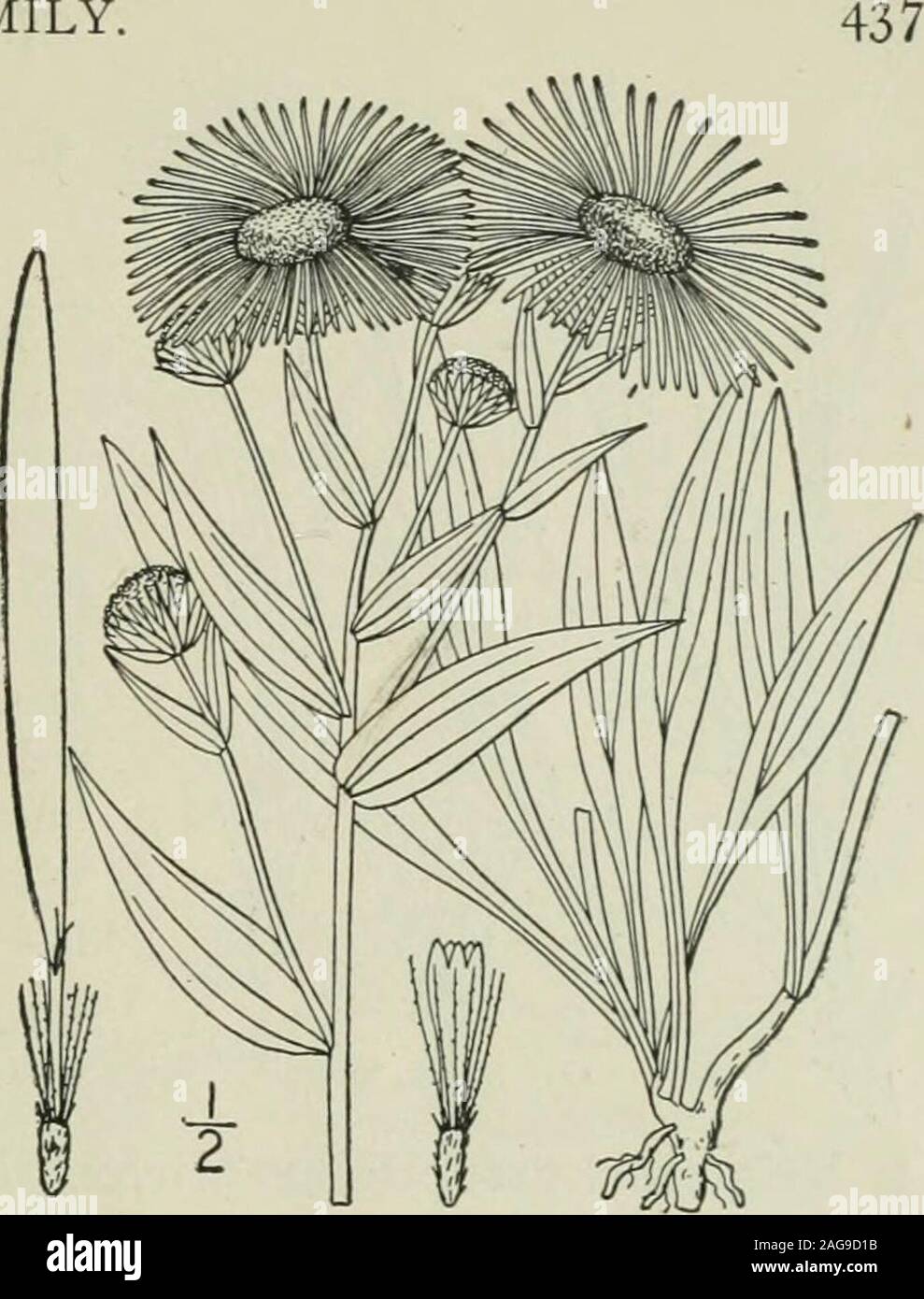 . An illustrated flora of the northern United States, Canada and the British possessions : from Newfoundland to the parallel of the southern boundary of Virginia and from the Atlantic Ocean westward to the 102nd meridian. Genus 35. THISTLE FAMILY 3. Erigeron subtrinervis Rydberg. Three-nerved Fleabane. Fig. 4363. Erigeron glabellus var. mollis A. Gray, Proc. Acad.Phila. 1863: 64. 1864. Not E. mollis D. Don. Erigeron subtrinervis Rydberg, Mem. Torr. Club 5 :328. 1894. Similar to the preceding species, perennial bya woody root, finely pubescent all over; stemsleafy to the inflorescence. Leaves e Stock Photo