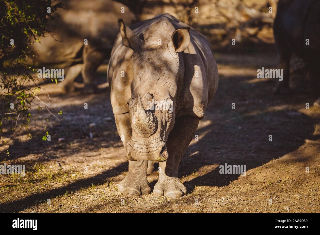 Rhinoceros in the desert in Namibia, Africa under the sun light Stock Photo