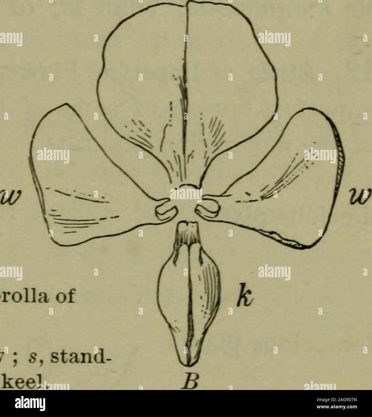 . Foundations of botany. Fig.141. - Irregular Corolla ofSweet Pea.. A, side view ; B, front view ; s, standard ; w w, wings ; k, keel. the lotus and the magnolia the receptacle is of great size,particularly after the petals have fallen and the seed hasripened. The receptacle of the rose (Fig. 142) is hollow,and the pistils arise from its interior surface. 211. Imperfect or Separated Flowers. — The stamensand pistils may be produced in separate flowers, whichare, of course, imperfect. This term does not imply thatsuch flowers do their work any less perfectly than others,but only that they have Stock Photo
