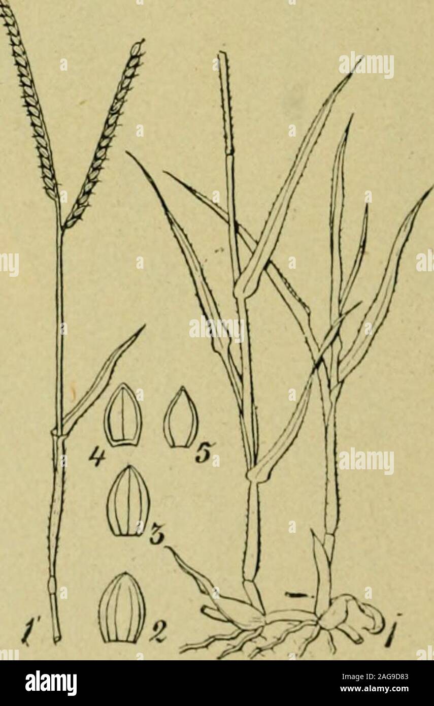 . Grasses and forage plants, by J.B. Killebrew. ce. Its only value consistsin its capacity to furnish early grazing and its agency in the stopping of gullies. By many it is regarded as the tlag of sterility, but this is not trueas it will grow more vigorously upon rich than on depleted soils. It isone of the leading grasses in open woods and highway pastures. Panicum latifolium (broad leaved panic grass). This grass is fre-quent in the open woods of the Highland Rim. It grows to the heightof one to two feet but it grows intermixed with other plants and does notseek companionship of its own kin Stock Photo