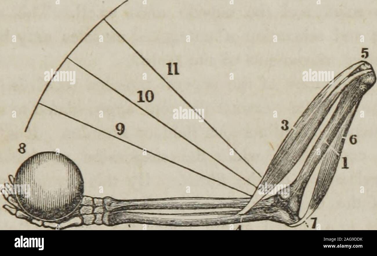 . A treatise on anatomy, physiology, and hygiene : designed for ...