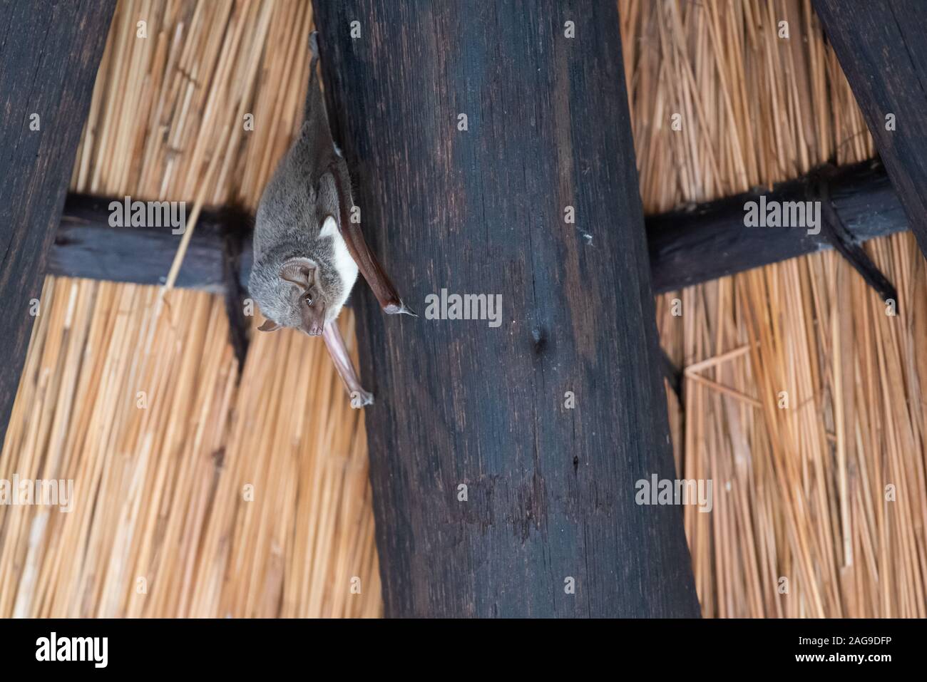 A Mauritian tomb bat - Taphozous mauritanus - hangs from the rafters of a lapa in the Afsaal picnic site in Kruger National Park, South Africa Stock Photo