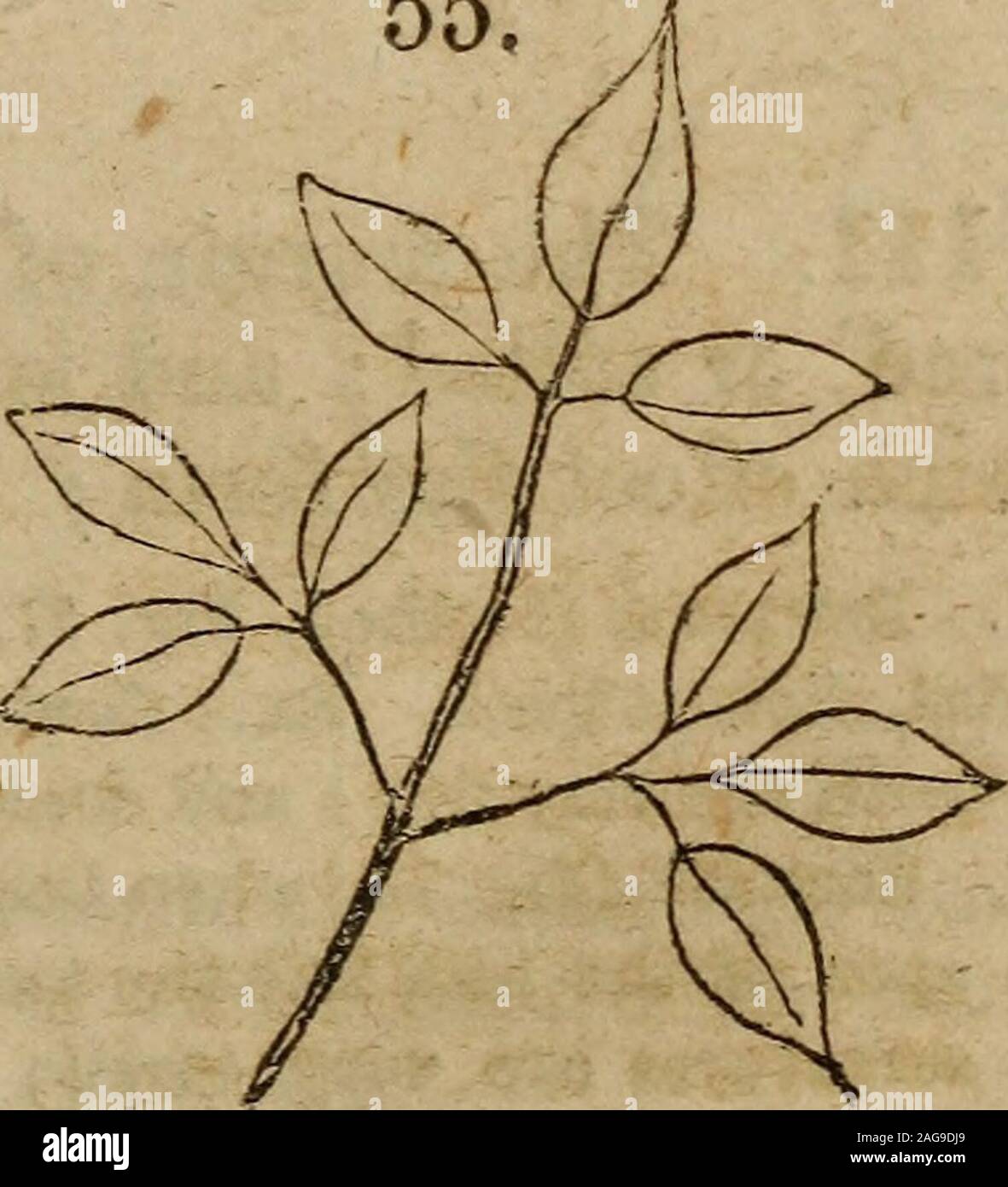 . The botanical class-book, and flora of Pennsylvania, designed for seminaries of learning and private classes. 40 MARGIN. = Radiate veined Compound leaves.110. When a radiate veined leaf becomes compound, theleaflets are necessarily all attached to the apex of the commonpetiole, forming a ternate or palmately trifoliate leaf, as inClover, (Fig. 54,) or a digitate leaf,* as in the Horse chestnut,(Fig. 44). 1. Biternate, (twice ternate, Fig. 55,) when the leafletsof a ternate leaf become themselves ternate. Ex.: Squirrelcorn (Dicentra Canadensis.) 2. Tritehnate, (three times three ternate, Fig. Stock Photo