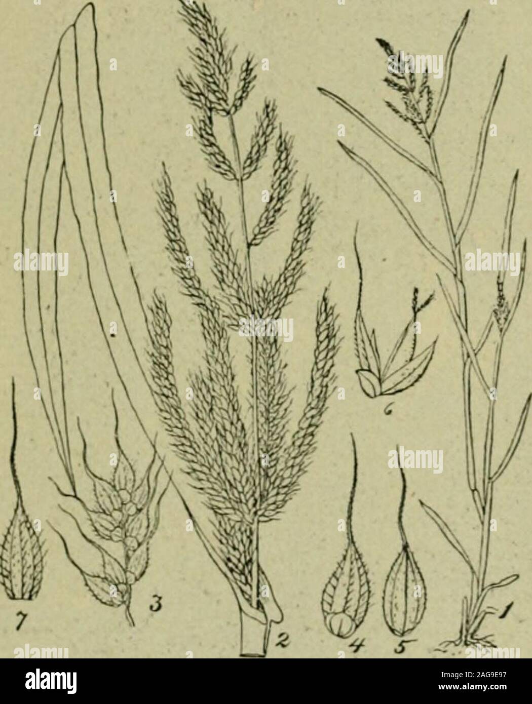 . Grasses and forage plants, by J.B. Killebrew. the region about 900 feetabove the sea known as the Highland Rim that encircles the great centrallimestone basin of the State. This Highland Rim comprises nearly (5,000,- 12!» 000 acres, one-third of which area is devoted to highway pastures. Westof Nashville in the counties of Cheatham, Dickson, Hickman, Hum-phreys, Lewis, Wayne, Perry, Houston and Stewart, not over one-fifthof the land is in cultivation. Out of the 2,099,520 acres embraced in thesecounties only 481,456 were returned by the census of 1890 as improvedlands. The remainder was in w Stock Photo
