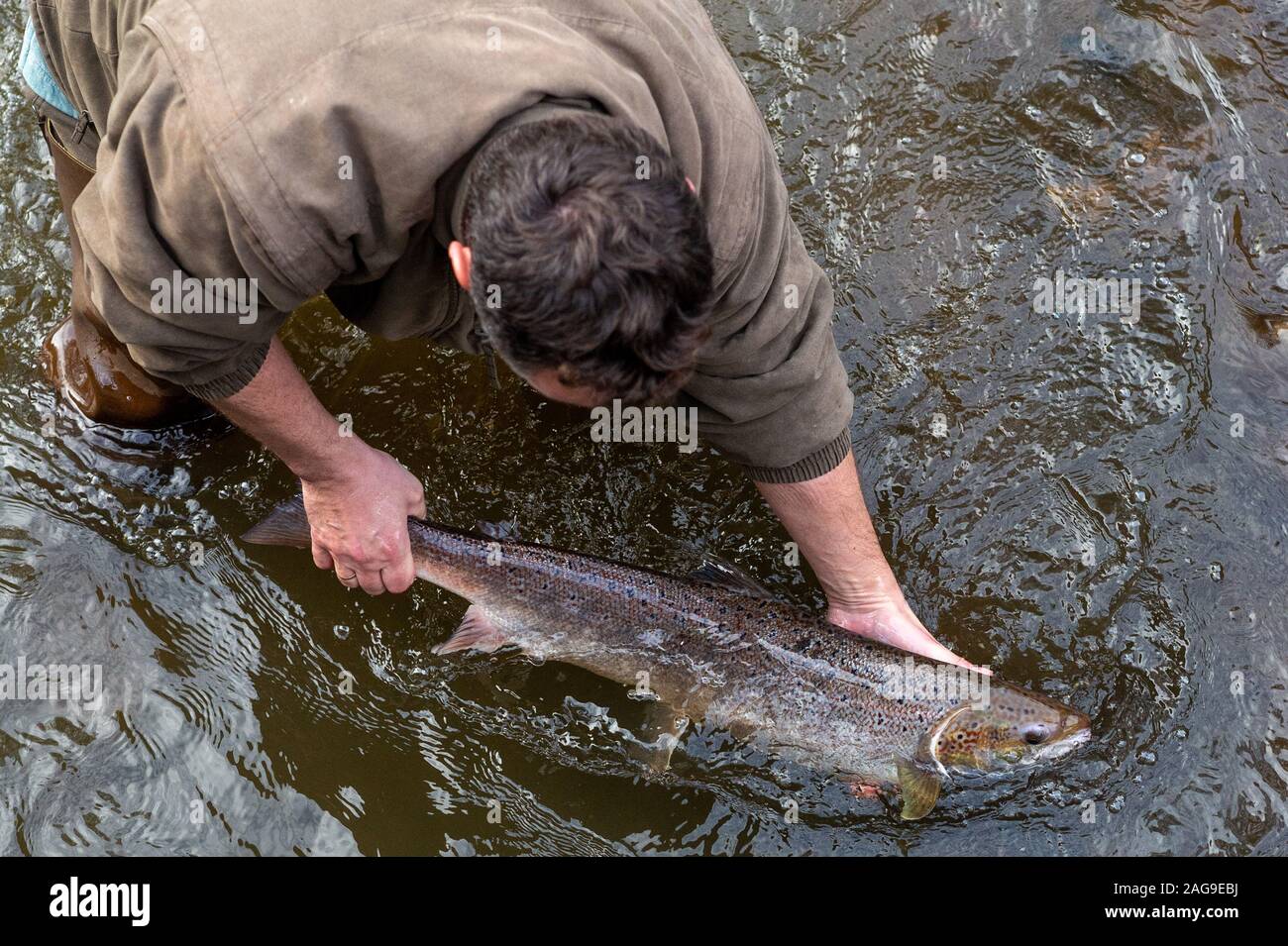18 December 2019, Saxony-Anhalt, Nutha: Steffen Zahn, project manager of the Migratory Fish Programme Saxony-Anhalt of the Institute for Inland Fisheries in Potsdam, puts a 4 kilo female salmon back into the water in the Nuthe. The fish had been caught and examined during the trial fishing on the Nuthe. There the animal was released 3 to 4 years ago what the fishermen noticed at a mark on the pelvic fin. In the meantime, the salmon had swum as far as the Atlantic and has now returned to the Nuthe for spawning. In the Nuthe a total of 143500 young salmon and 90300 sea trout hatchlings have been Stock Photo
