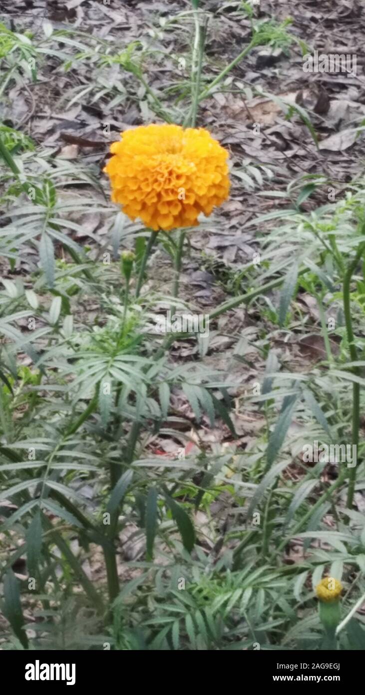 Vertical closeup shot of a single orange pincushion flower growing in the soil Stock Photo