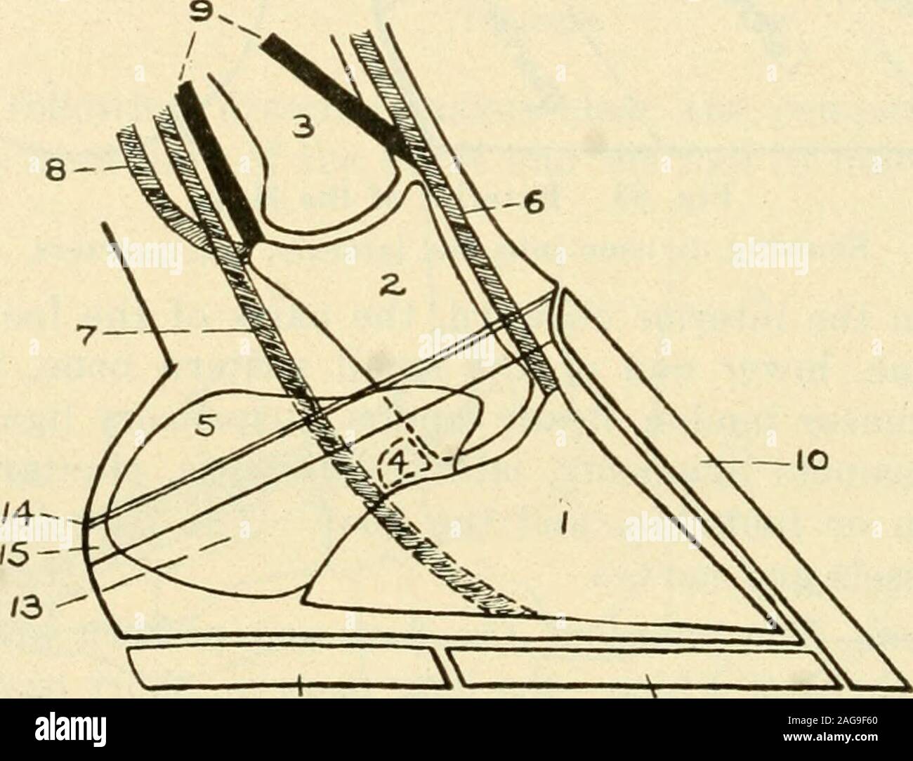 . Types and market classes of live stock. dge of the hair. The outer branch ofthe suspensory ligament attaches to the tendon a short dis-tance above this point. The flexor tendon of the foot passesdown between the heels, glides over the under surface of thenavicular bone, and attaches to the under surface of the coffinbone. The bones of the foot are held together by powerfulshort ligaments. Lateral cartilages and plantar cushion.—The elastic tis-sues of the foot include the lateral cartilages and the plantar 310 Types and Market Classes of Live Stock cushion. The lateral cartilages are two pla Stock Photo