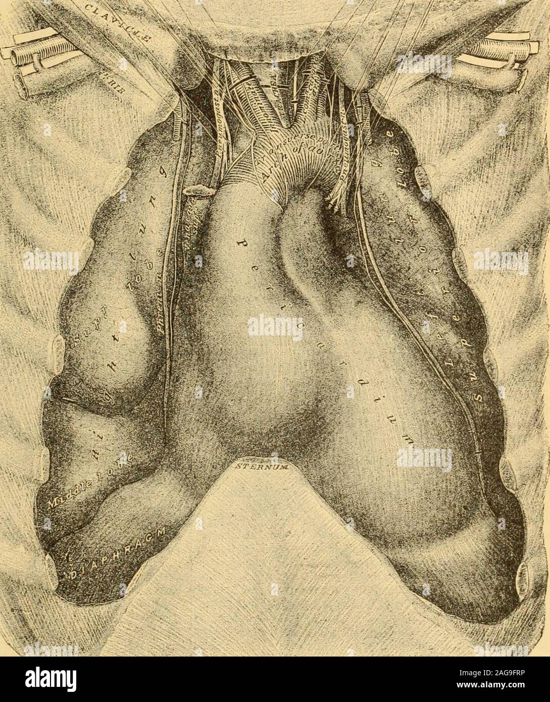 . A Reference handbook of the medical sciences : embracing the entire range of scientific and practical medicine and allied science. e Pericardium and the Arch vein crosses the middleline behind the upper part of the manubrium, being separated from the bone iby the lower ends of the sterno-hyoid and sterno-thyroidmuscles, and by the thymus gland or its remains. The jinternal mammary artery lies at first behind the cartilages ;of the first rib, whence it descends vertically behind the costal cartilages about half an inch from the border ofthe sternum, as low down as the interval between the six Stock Photo
