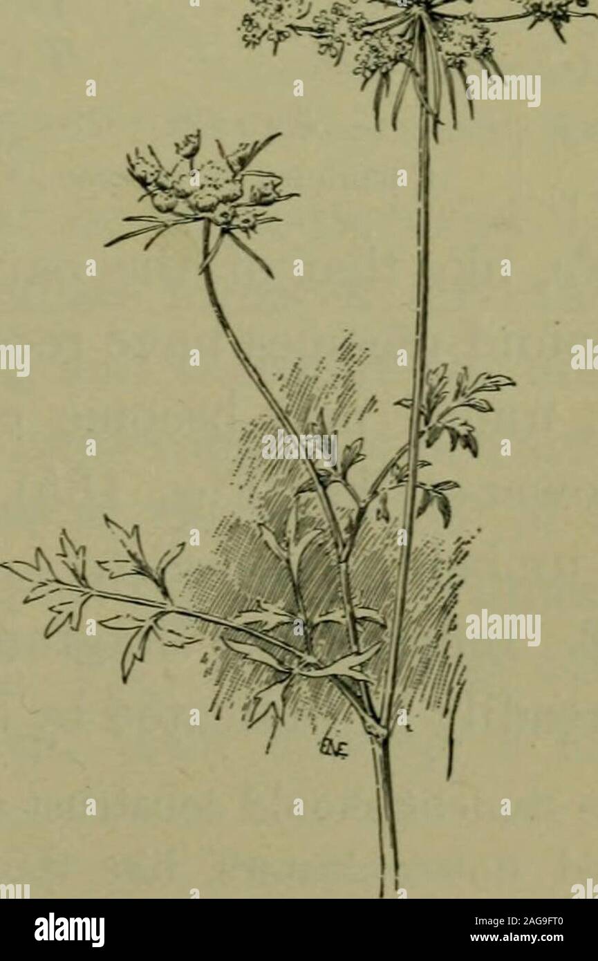 . Foundations of botany. Fig.134.Panicle of Oat. Fig. 135. —Compound Umbelof Carrot. 190 FOUNDATIONS OF BOTANY compound flower. This belief gave rise to the name ofone family of plants, Compositce, that is, plants with com-pound flowers. In such heads as those of the thistle, thecud weed, and the everlasting there are no raj^-flowers,and in others, like those of the dandelion and the chicory,all the flowers are ray-flowers. 201. Compound Flower-Clusters. — If the pedicels of araceme branch, they may produce a compound raceme, or Stock Photo